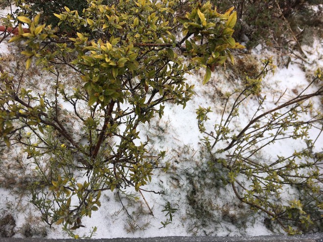 Tuyết bất ngờ rơi phủ trắng đỉnh Fansipan ngày cuối năm - Ảnh 8.