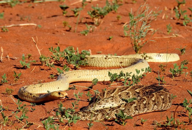 Cỗ quan tài sống bị hổ mang phát hiện và cái kết bi thảm cho loài rắn độc nguy hiểm - Ảnh 3.