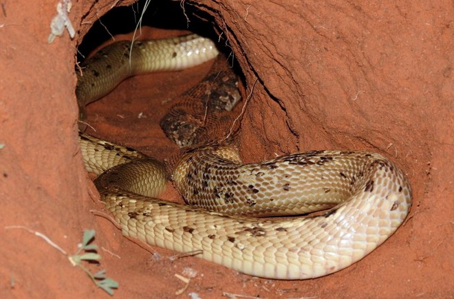 Cỗ quan tài sống bị hổ mang phát hiện và cái kết bi thảm cho loài rắn độc nguy hiểm - Ảnh 8.