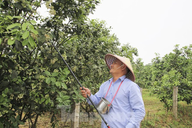 Xem nông dân Hà Tĩnh thụ phấn cho đệ nhất bưởi - Ảnh 16.