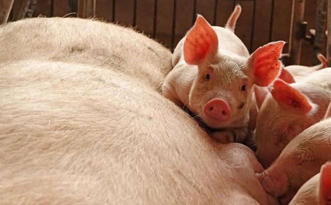 Trung Quốc đã phát hiện biến thể mới của virus gây dịch tả lợn châu Phi. Ảnh: Reuters