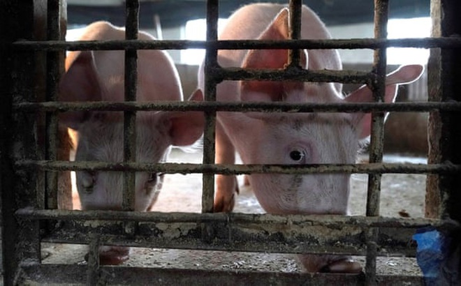 Dịch tả lợn châu Phi đã lan rộng khắp Trung Quốc vào cuối năm 2019, nơi sản xuất ra một nửa số lợn trên thế giới . Ảnh: Reuters