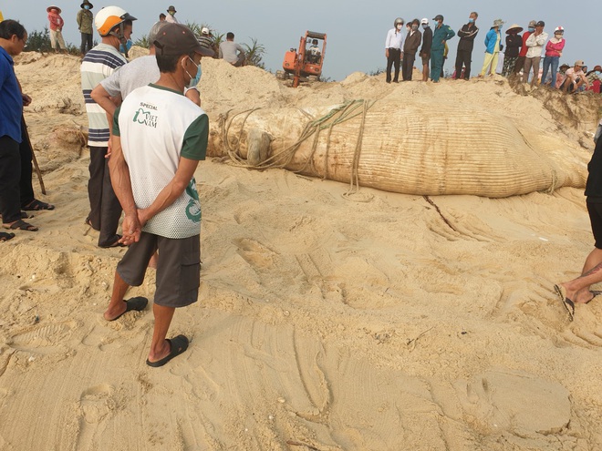 Quảng Nam: Phát hiện xác cá voi nặng 4 tấn tấp vào bờ biển - Ảnh 1.