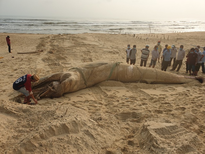 Quảng Nam: Phát hiện xác cá voi nặng 4 tấn tấp vào bờ biển - Ảnh 2.