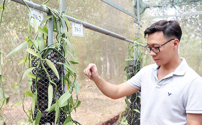 Anh Phạm Thái Vương Nam (P.Xuân Hòa, TP.Long Khánh) đang thụ phấn cho hoa vani. Ảnh: Hải Yến