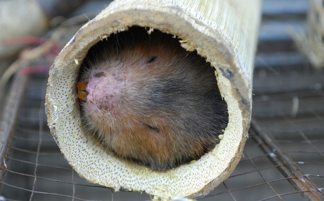 Chuột tre là một trong những động vật hoang dã được nuôi nhốt làm thức ăn tại Trung Quốc. Ảnh minh họa: NPR.
