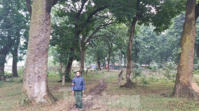 Khám phá rừng lim độc đáo, hơn nghìn năm tuổi tại Hà Nội - Ảnh 4.