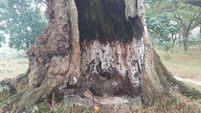 Khám phá rừng lim độc đáo, hơn nghìn năm tuổi tại Hà Nội - Ảnh 6.