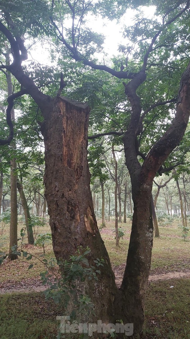 Khám phá rừng lim độc đáo, hơn nghìn năm tuổi tại Hà Nội - Ảnh 9.
