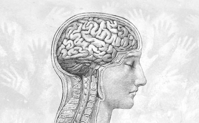Bộ não con người đang ngày một nhỏ đi kể từ thời kỳ đồ đá