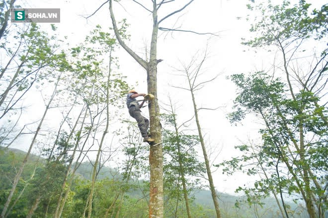 Thót tim nhìn người nhện đu dây tìm hái “lộc Phật” trên đỉnh Hoàng Liên Sơn - Ảnh 1.