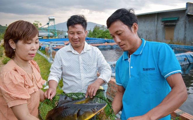Cá tầm thương phẩm của HTX Nông nghiệp Gia Phát tại xã Rô Men, huyện Đam Rông đạt trọng lượng trung bình 2 kg/con