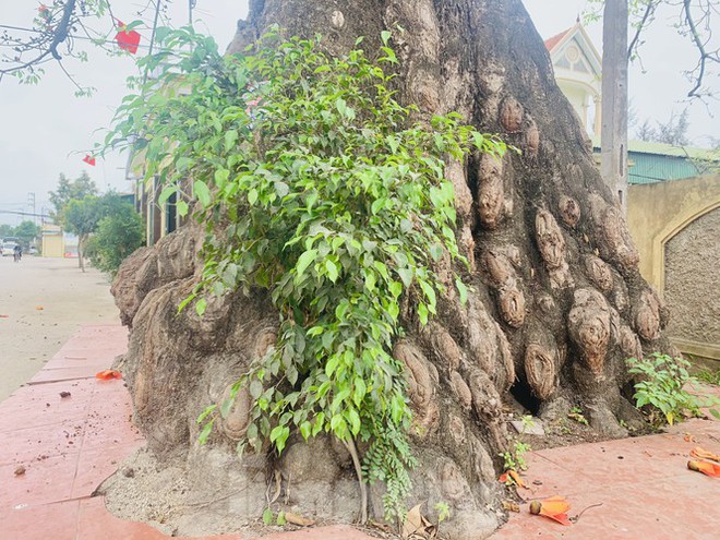 Ngắm cây gạo 150 tuổi được công nhận là cây Di sản Việt Nam ở Nghệ An - Ảnh 4.