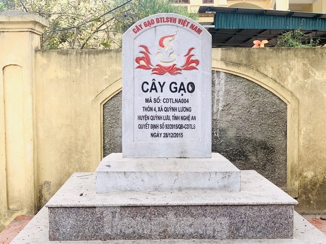 Ngắm cây gạo 150 tuổi được công nhận là cây Di sản Việt Nam ở Nghệ An - Ảnh 9.