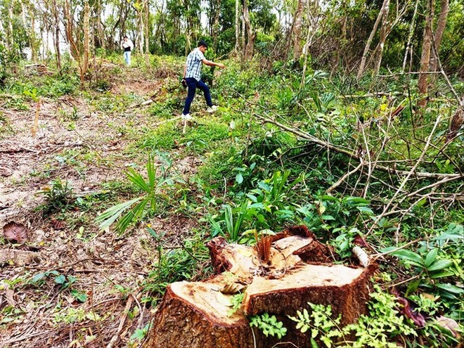 Chi tiết vụ chặt nhầm cây rừng phòng hộ di sản Mỹ Sơn đem... bán - Ảnh 1.