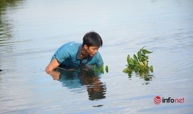 Mỗi ngày 2 giờ lội nước rũ lá cây, chàng trai kiếm nửa triệu - Ảnh 6.