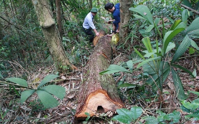 Con rể dùng cưa xăng đi "phá" rừng thông hơn 40 tuổi của bố vợ