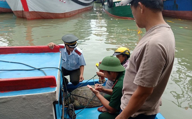 Lực lượng chức năng tỉnh Bình Định thả rùa biển con vích về môi trường tự nhiên.