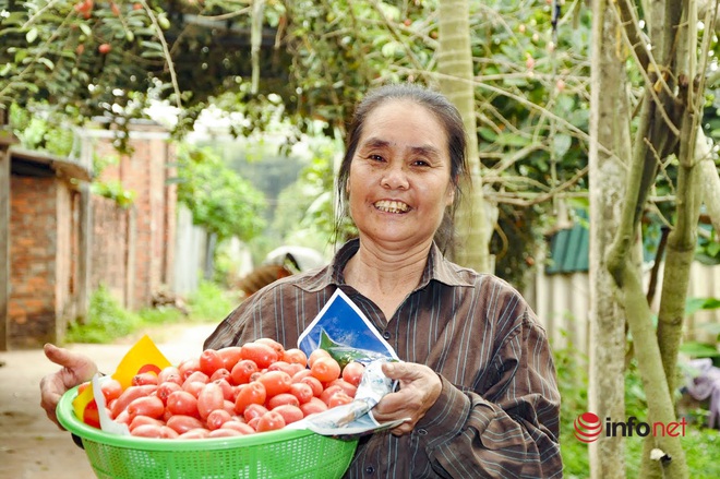 Trồng loại quả vừa chua vừa chát, người Hà Nội vẫn thu về trăm triệu đồng - Ảnh 1.