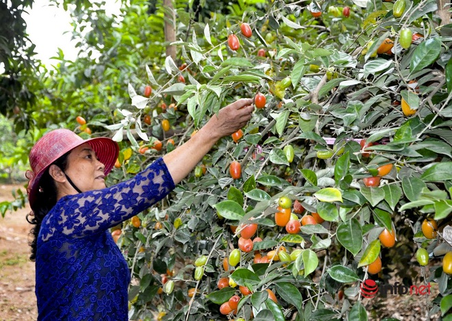 Trồng loại quả vừa chua vừa chát, người Hà Nội vẫn thu về trăm triệu đồng - Ảnh 3.