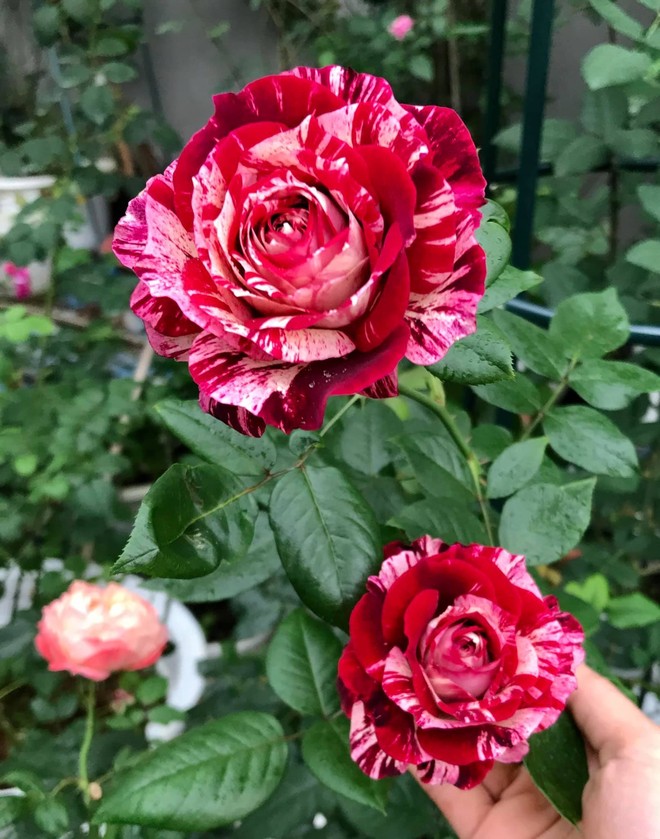 Vườn hồng ngoại đẹp mê hoặc của mẹ đảm 8X tại Hà Giang - Ảnh 1.
