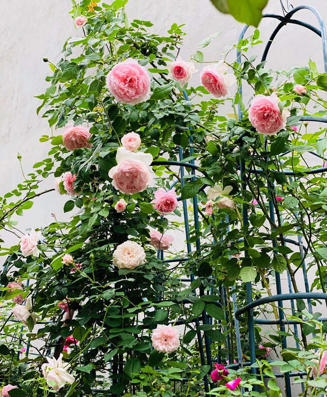 Vườn hồng ngoại đẹp mê hoặc của mẹ đảm 8X tại Hà Giang - Ảnh 2.