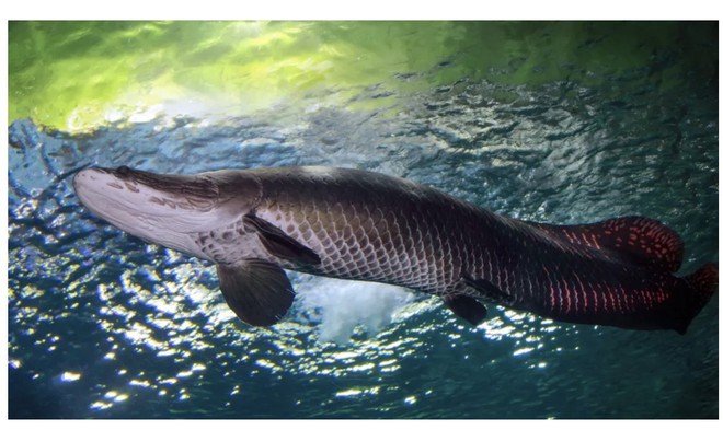 Phát hiện quái vật sông Amazon chết ở Florida - Ảnh 1.