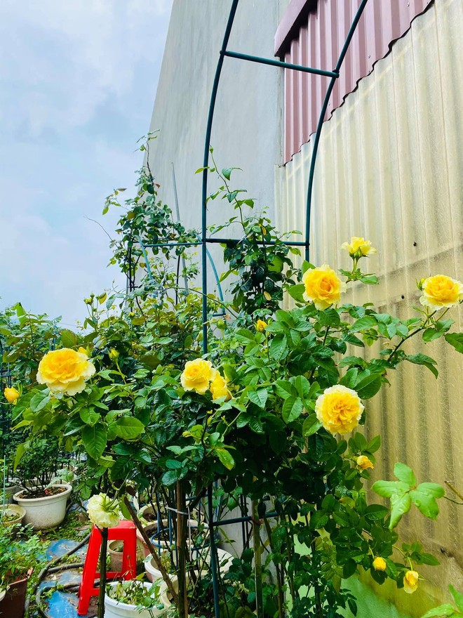 Vườn hồng ngoại đẹp mê hoặc của mẹ đảm 8X tại Hà Giang - Ảnh 11.