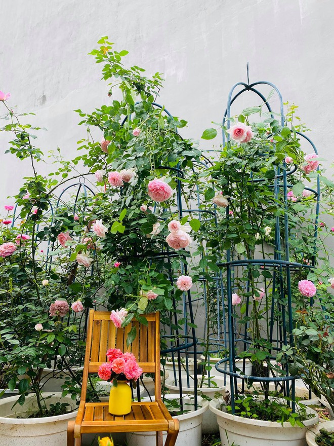Vườn hồng ngoại đẹp mê hoặc của mẹ đảm 8X tại Hà Giang - Ảnh 13.