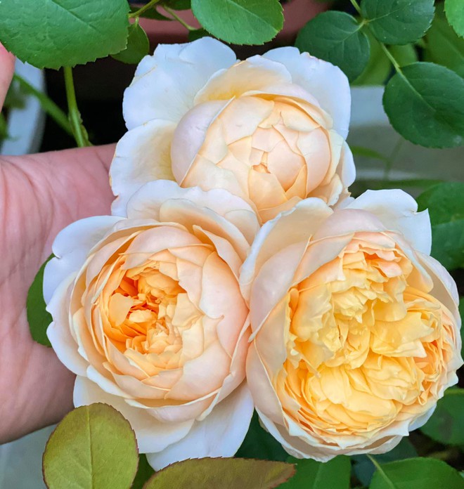 Vườn hồng ngoại đẹp mê hoặc của mẹ đảm 8X tại Hà Giang - Ảnh 14.