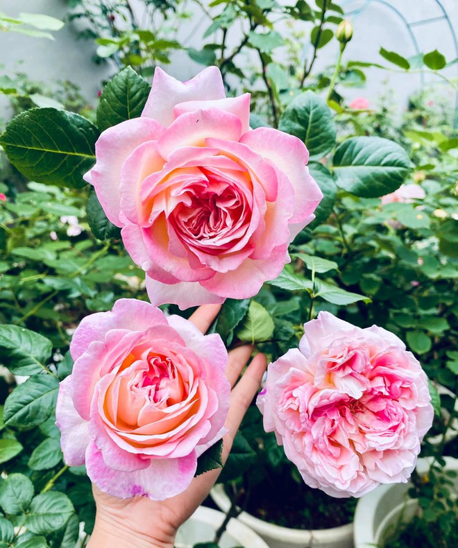 Vườn hồng ngoại đẹp mê hoặc của mẹ đảm 8X tại Hà Giang - Ảnh 15.