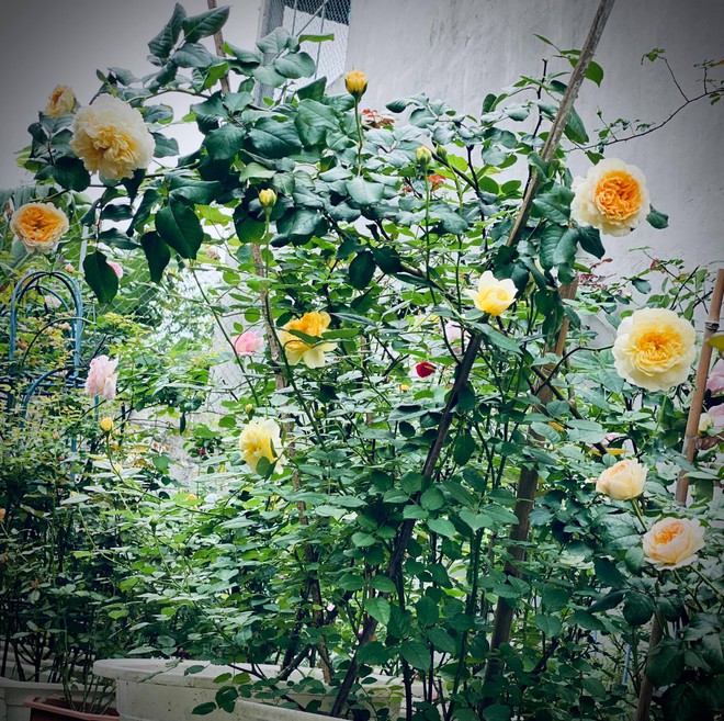 Vườn hồng ngoại đẹp mê hoặc của mẹ đảm 8X tại Hà Giang - Ảnh 3.