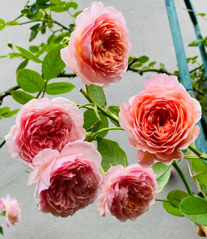 Vườn hồng ngoại đẹp mê hoặc của mẹ đảm 8X tại Hà Giang - Ảnh 4.