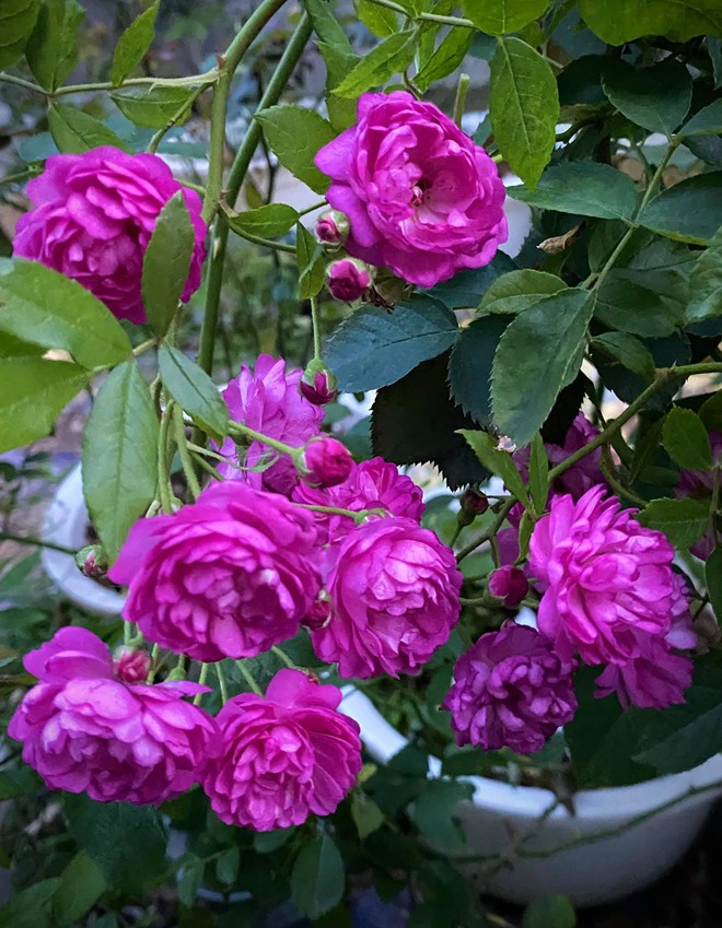Vườn hồng ngoại đẹp mê hoặc của mẹ đảm 8X tại Hà Giang - Ảnh 5.