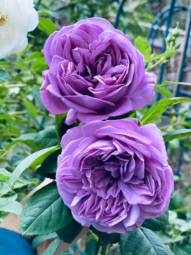Vườn hồng ngoại đẹp mê hoặc của mẹ đảm 8X tại Hà Giang - Ảnh 6.