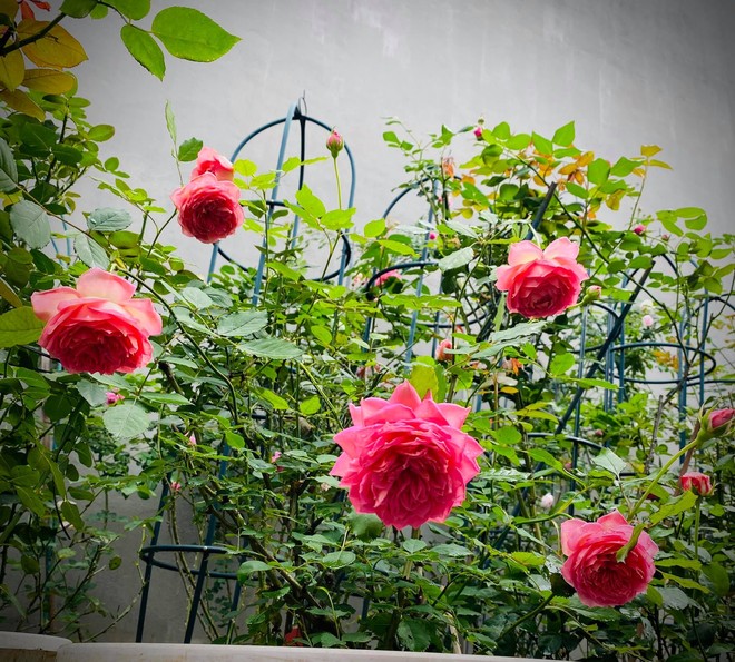 Vườn hồng ngoại đẹp mê hoặc của mẹ đảm 8X tại Hà Giang - Ảnh 7.