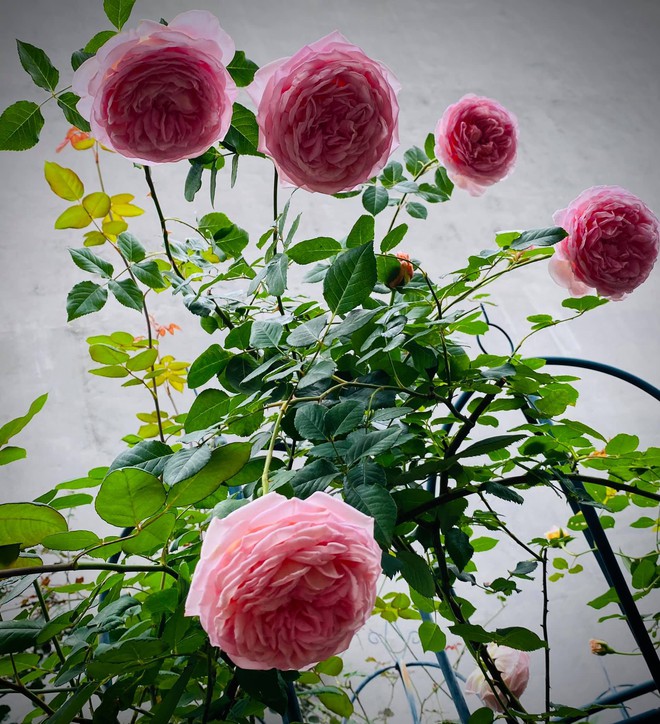 Vườn hồng ngoại đẹp mê hoặc của mẹ đảm 8X tại Hà Giang - Ảnh 8.