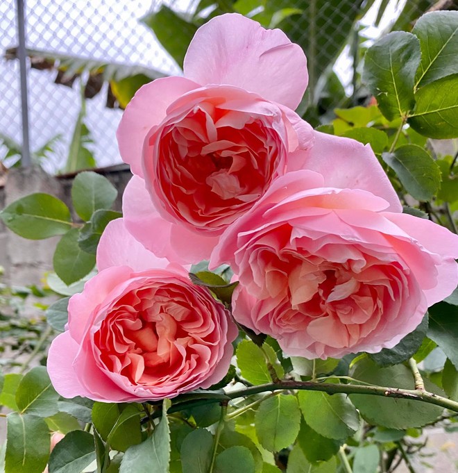 Vườn hồng ngoại đẹp mê hoặc của mẹ đảm 8X tại Hà Giang - Ảnh 10.