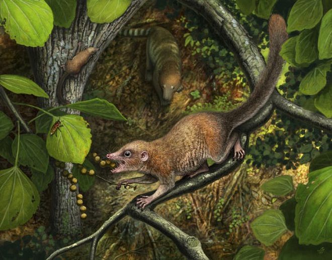 Phát hiện tổ tiên 65,9 triệu tuổi của chúng ta, giống… chuột - Ảnh 3.