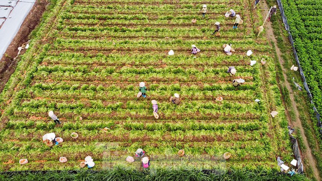 Vào vựa rau lớn nhất Chí Linh sau khi gỡ lệnh phong tỏa - Ảnh 2.