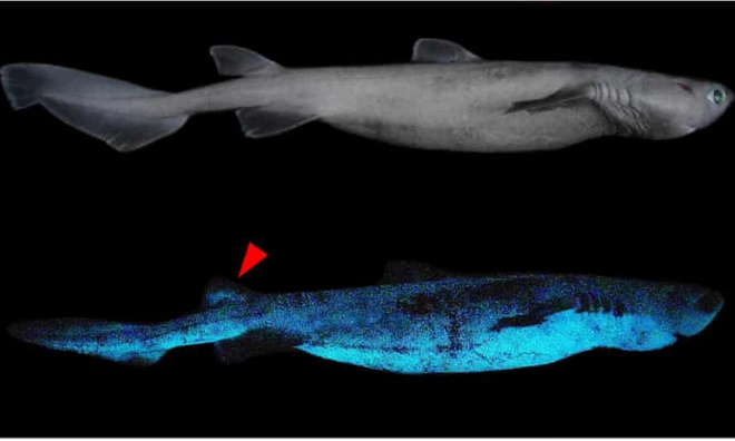 Phát hiện 3 loài cá mập phát sáng dưới biển sâu - Ảnh 1.