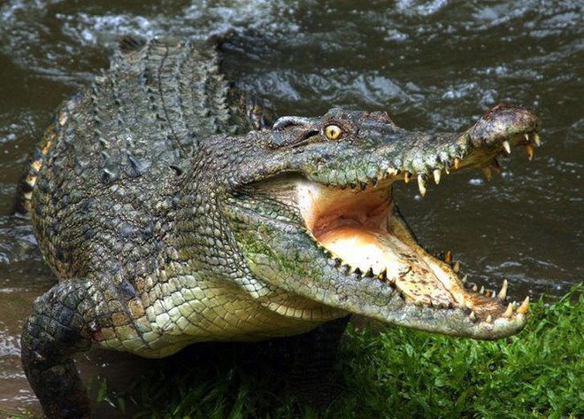 1001 thắc mắc: Loài động vật nào có thể nhịn ăn tới 30 năm? - Ảnh 5.