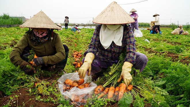 Vào vựa rau lớn nhất Chí Linh sau khi gỡ lệnh phong tỏa - Ảnh 4.