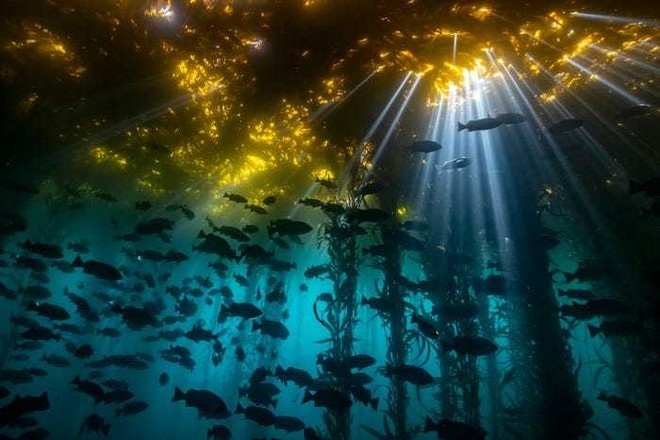Hình nền Rùa Biển San Hô Dưới đáy Biển Nền đại Dương Tuyệt đẹp đại Dương  đáy Biển San Hô Background Vector để tải xuống miễn phí  Pngtree