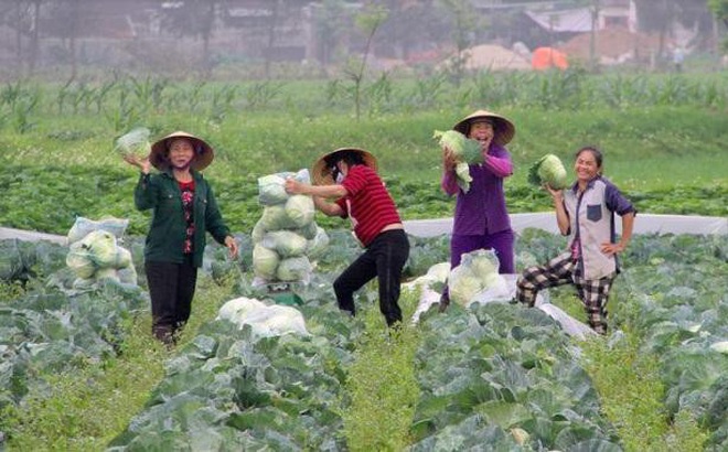 Nông dân phấn khởi khi giá rau cao trở lại.