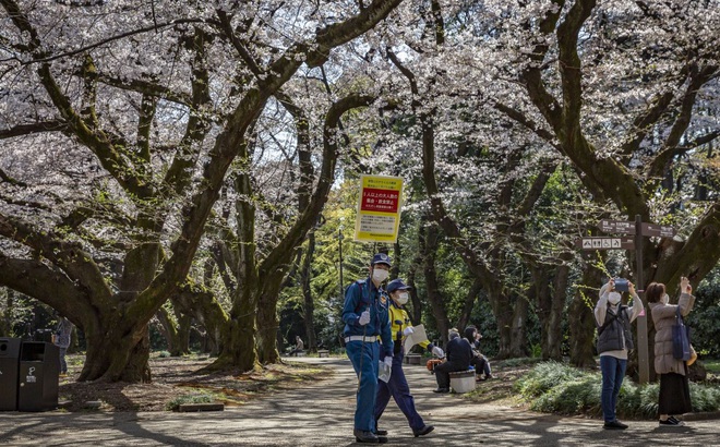 Hoa anh đào ở Kyoto, Nhật Bản. Ảnh: Getty Images