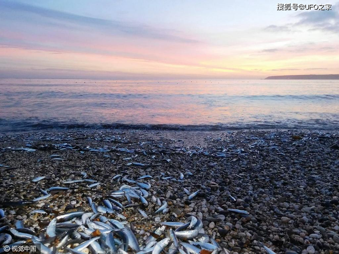 Sau trận động đất, cá chết hàng loạt xuất hiện ở bờ biển của Nhật Bản, chuyện gì sắp xảy ra? - Ảnh 2.