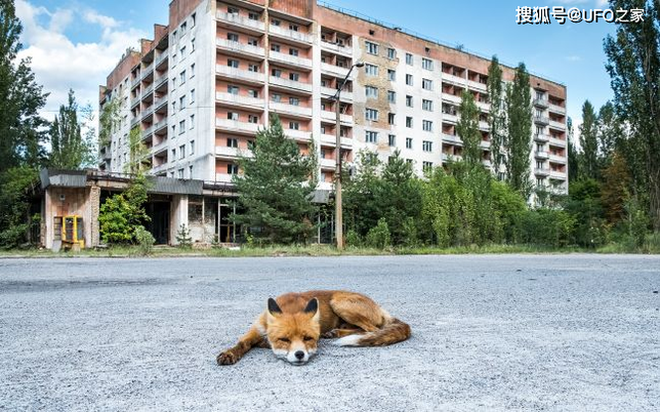 Tại sao bức xạ Chernobyl khiến động vật chết hàng loạt nhưng thực vật phát triển ngày càng tươi tốt? - Ảnh 5.