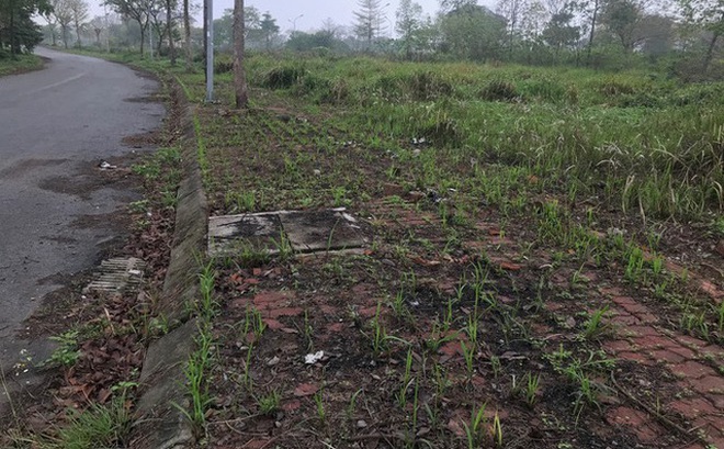 Sau cả chục năm, hàng chục héc-ta đất khu đô thị Hà Phong (Mê Linh, Hà Nội) vẫn để hoang