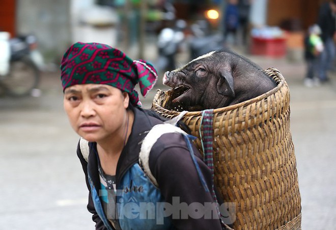 Cách chọn mua lợn có một không hai ở chợ phiên Mèo Vạc - Ảnh 1.